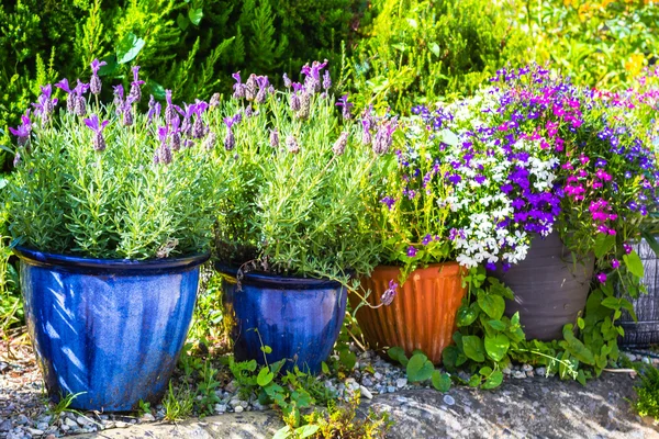 Красиві барвисті горщики і чагарники в літньому саду — стокове фото