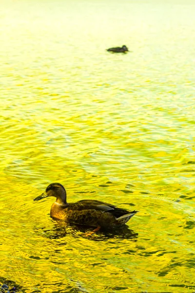 Canard nageant dans le lac Loch Lomond à Luss, Écosse, Royaume-Uni — Photo