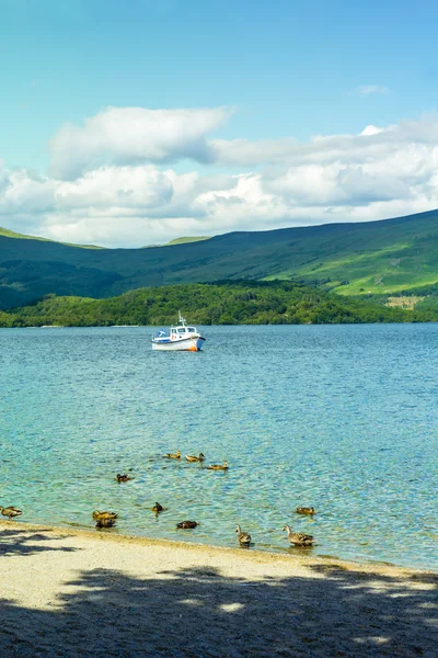 Утки купаются в озере Ломонд в Луссе, Шотландия, Великобритания — стоковое фото