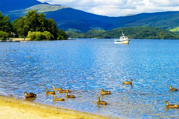 Luss, İskoçya, İngiltere'de Loch Lomond göle yüzmeye ördekler