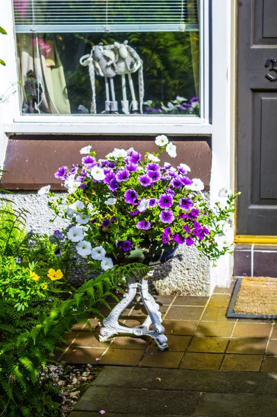 Hermosas flores, petunias, frente a la casa — Foto de Stock