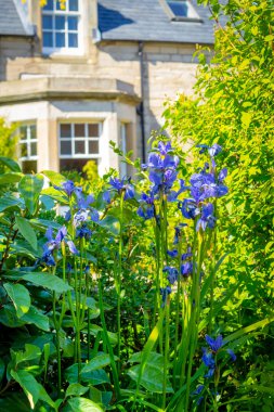 Eski evin önünde mavi iris çiçekler