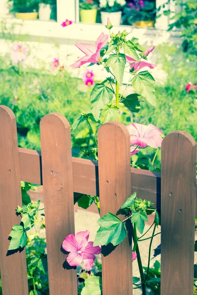 Recinzione in legno con malva, fiori hollyhock — Foto Stock