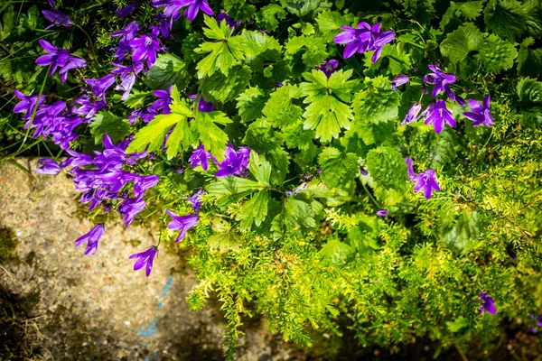 Mavi çan çiçeği güzel bahçede çiçek — Stok fotoğraf