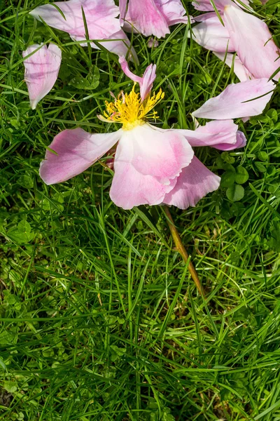 Pétalas de rosa rosa na grama — Fotografia de Stock