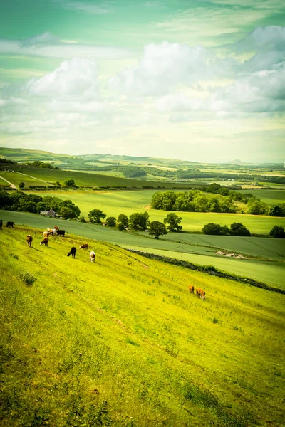 Una manada de vacas pastan en un campo en Escocia —  Fotos de Stock