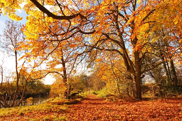 Όμορφο φθινόπωρο στο πάρκο, Σκωτία — Φωτογραφία Αρχείου
