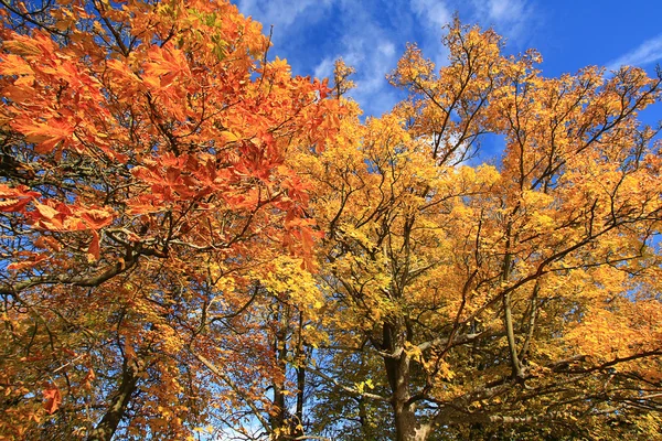 Schöner Herbst im Park, Schottland — Stockfoto