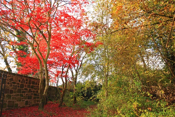 Röd Japansk lönn träd i parken — Stockfoto