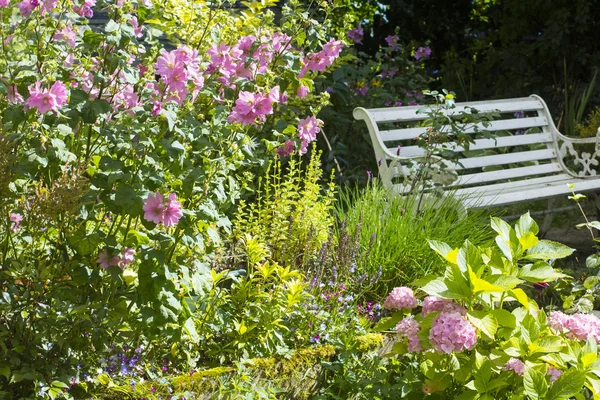. 白い古いベンチとピンクのアルセアローザの花 — ストック写真