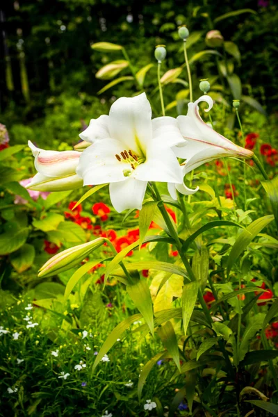 夏に美しい家庭菜園。植木鉢に白いユリ. — ストック写真