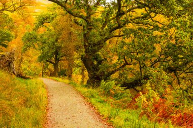 Ağaçları ve bir yol ile sonbahar manzara