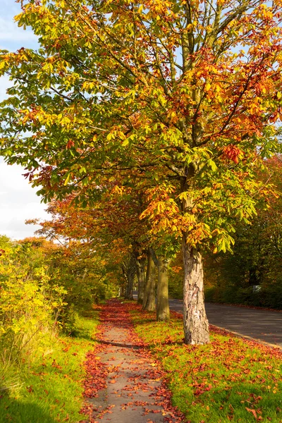 Осенний пейзаж с деревьями — стоковое фото