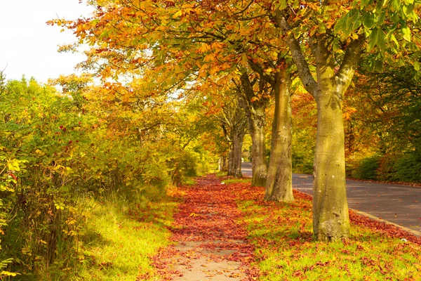 Paisagem de outono com árvores e uma estrada — Fotografia de Stock