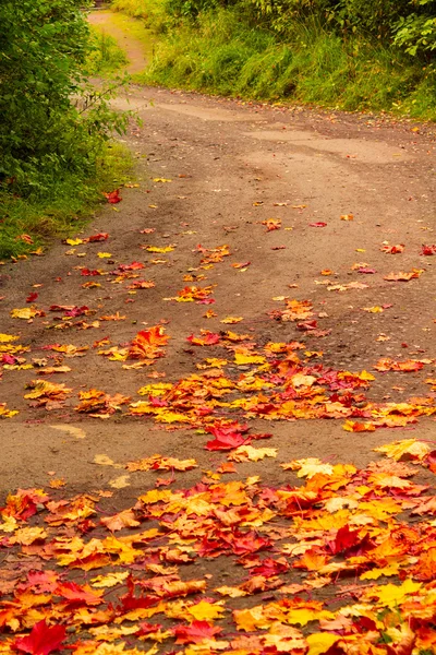 Beautiful autumn leaves on the ground — Stock Photo, Image