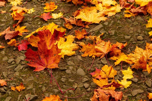Krásné podzimní listí na zemi — Stock fotografie