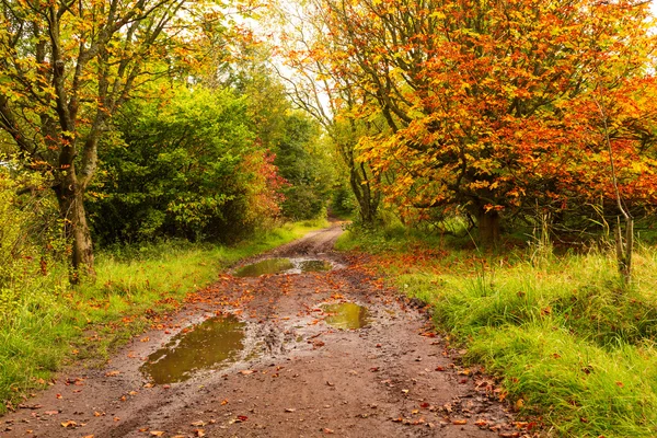 Herbstlandschaft mit Bäumen — Stockfoto