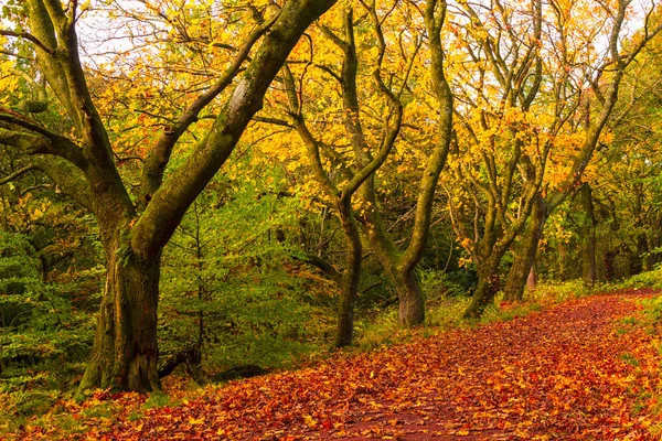 Podzimní krajina se stromy a silnice — Stock fotografie