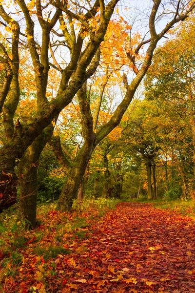 Paisaje otoñal con árboles — Foto de Stock