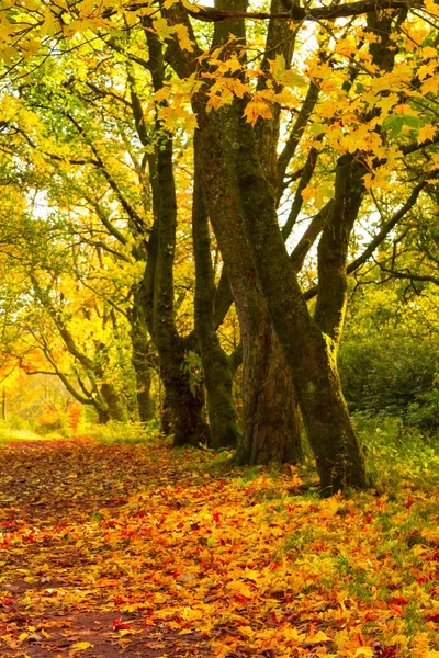 Ağaçları ve bir yol ile sonbahar manzara — Stok fotoğraf