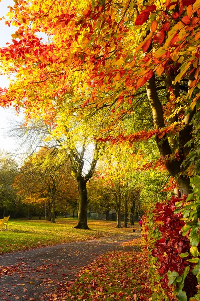 Podzimní krajina se stromy — Stock fotografie