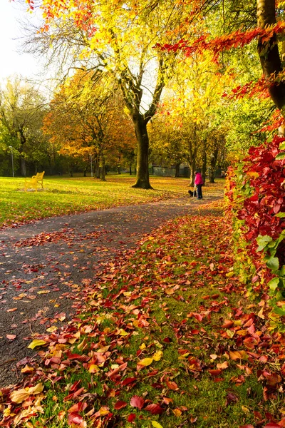 Paesaggio autunnale con alberi e una strada — Foto Stock