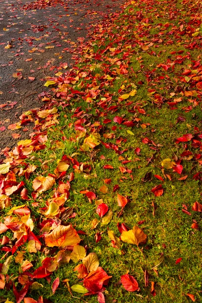 Paisaje otoñal con árboles — Foto de Stock