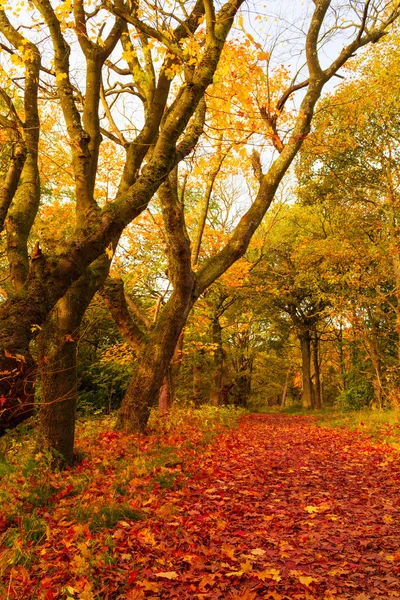 木のある秋の風景 — ストック写真