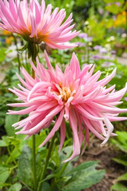 pembe dahlia çiçeği