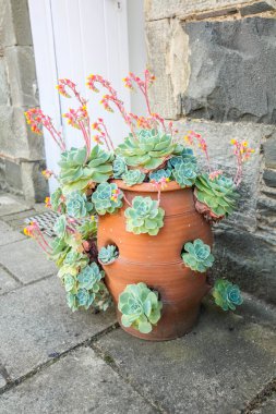 sağlıklı yeşil succulents