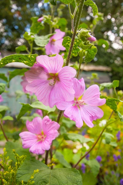Ροζ hollyhock flowerrs — Φωτογραφία Αρχείου