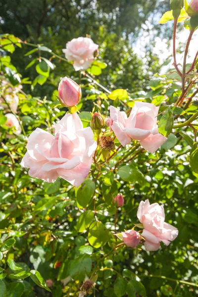 Красиві, скелелазіння рожеві троянди — стокове фото