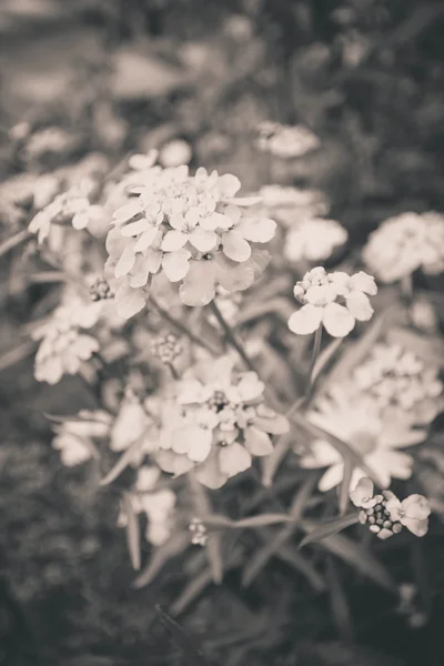 Bellissimi fiori estivi — Foto Stock