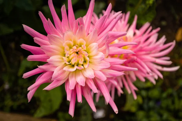 Krásný růžový dahlia — Stock fotografie