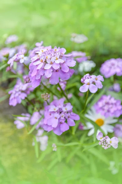 Violet summer flowers — Stock Photo, Image