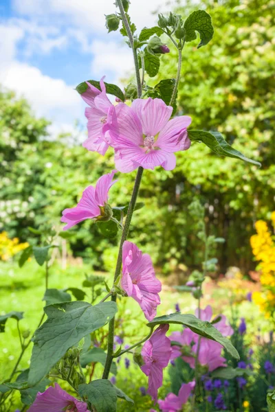 Hollyhock ροζ λουλούδια από κοντά — Φωτογραφία Αρχείου