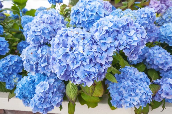 Прекрасный голубой цветок гортензии — стоковое фото