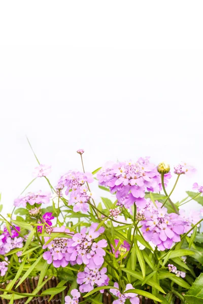 Violette Blumen Hintergrund auf weiß — Stockfoto