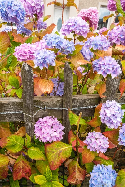 Hortensienblüten in violett, rosa und blau — Stockfoto