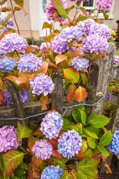 Hortensienblüten in violett, rosa und blau — Stockfoto