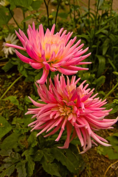 Розовый цветок георгины — стоковое фото