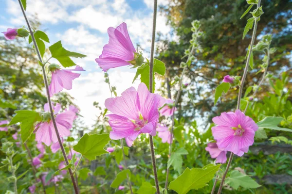 Roze hollyhock flowerrs — Stockfoto