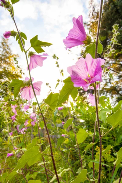 Roze hollyhock flowerrs — Stockfoto