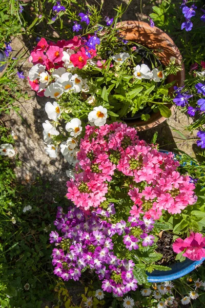 Casa jardim em flor — Fotografia de Stock