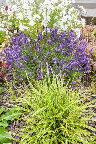 Schöner Sommergarten mit Lavendelblüte — Stockfoto