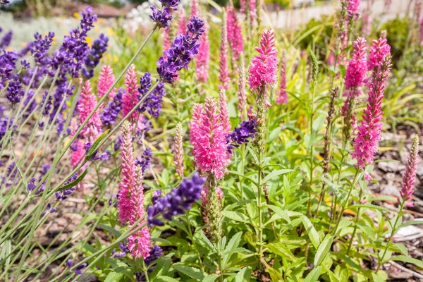 Belo jardim de verão com flor de lavanda — Fotografia de Stock