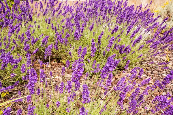라벤더 꽃과 아름 다운 여름 정원 — 스톡 사진