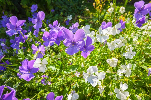 Violas ou Pansies Closeup em um jardim — Fotografia de Stock