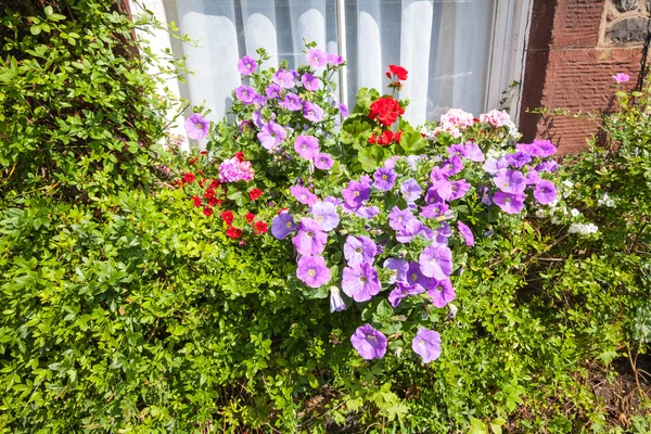 Vrij violet Petunia's in het venster Stockfoto