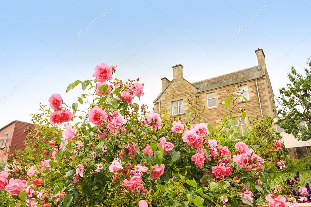 Old, British house with window and climbing roses